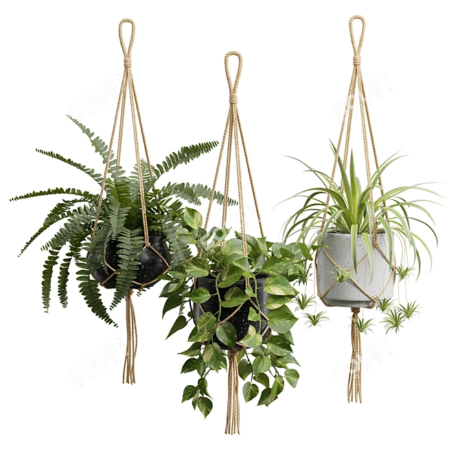 Exotic Indoor Hanging Plant Models 3D model image 1