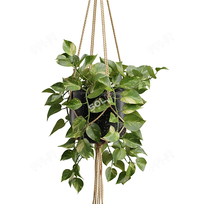 Exotic Indoor Hanging Plant Models 3D model image 5