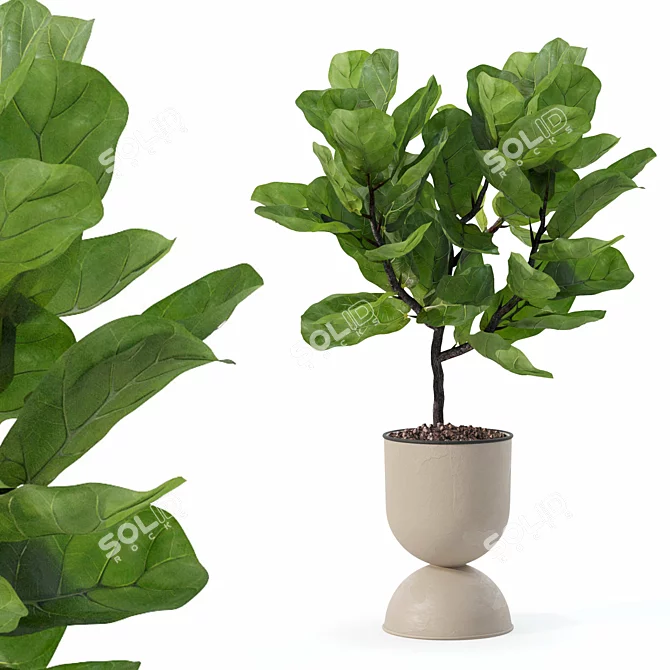 Modern Ficus Lyrata Plant Pot 3D model image 4