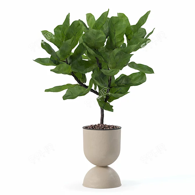 Modern Ficus Lyrata Plant Pot 3D model image 6