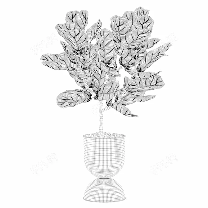 Modern Ficus Lyrata Plant Pot 3D model image 2