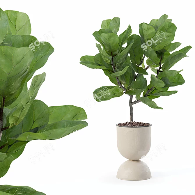 Modern Ficus Lyrata Plant Pot 3D model image 3