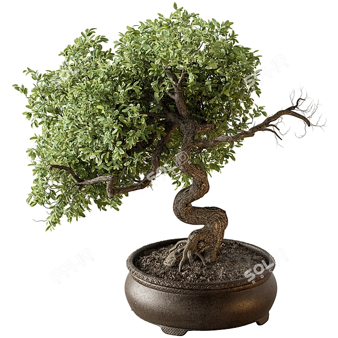 633 Indoor Bonsai Plant 3D model image 1