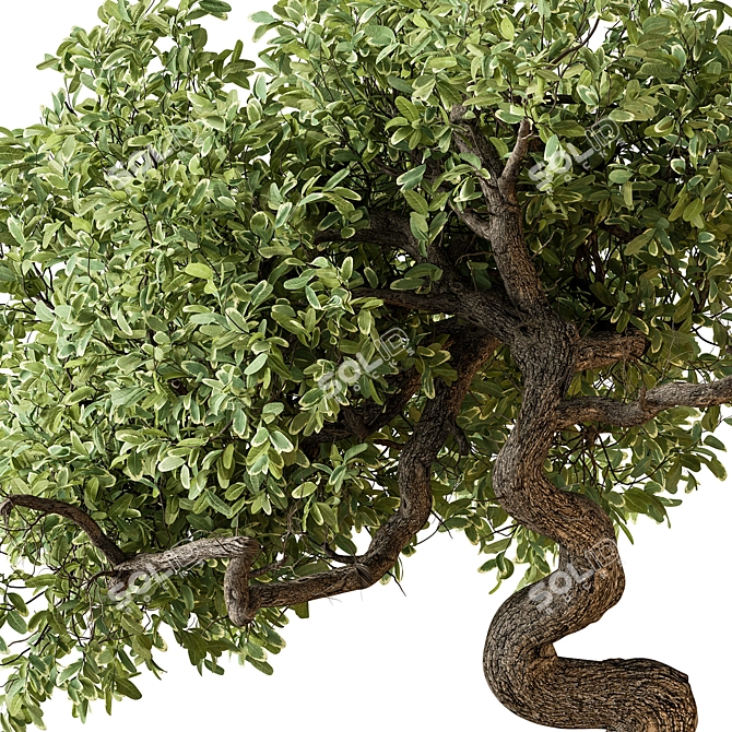 633 Indoor Bonsai Plant 3D model image 2