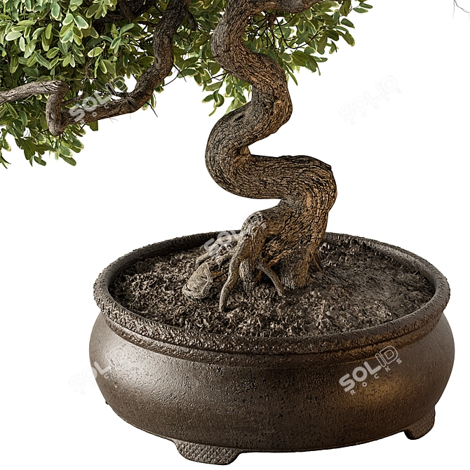 633 Indoor Bonsai Plant 3D model image 3
