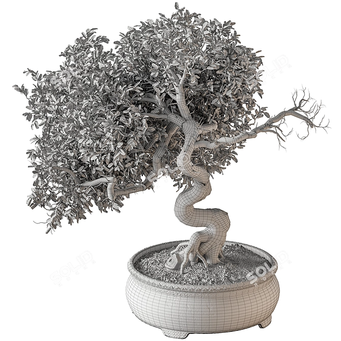 633 Indoor Bonsai Plant 3D model image 4