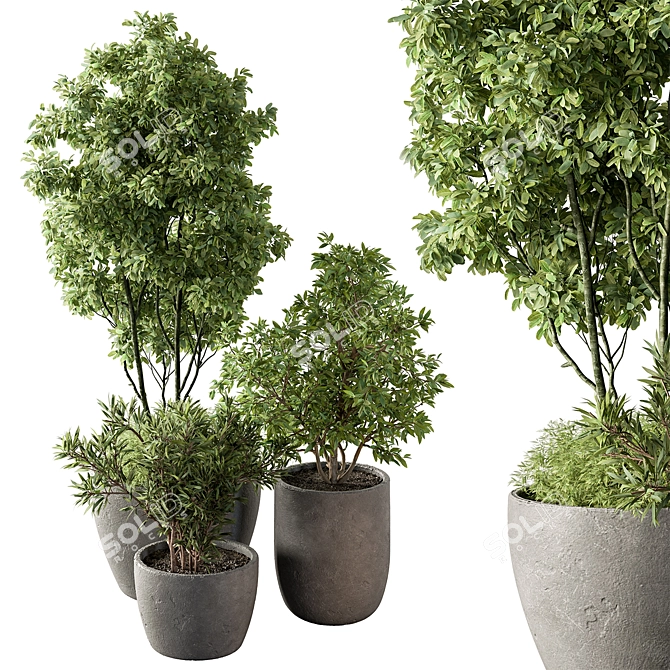 Potted Outdoor Tree Plant 3D model image 2