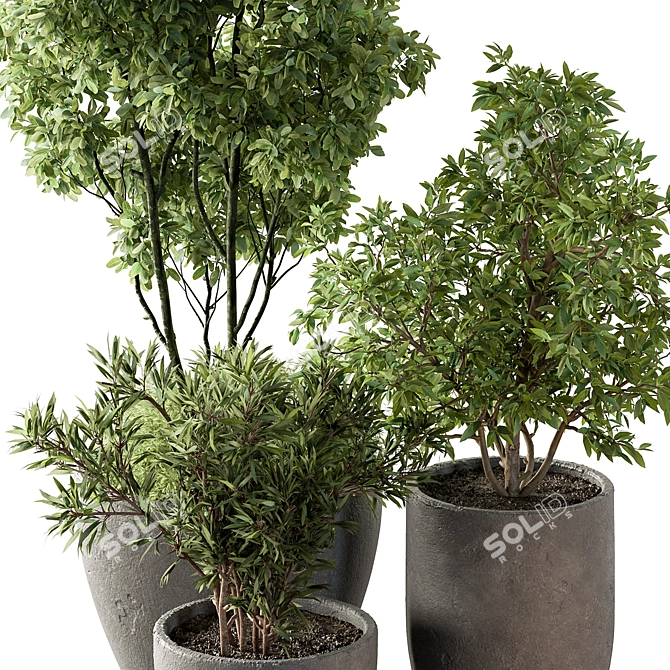 Potted Outdoor Tree Plant 3D model image 4