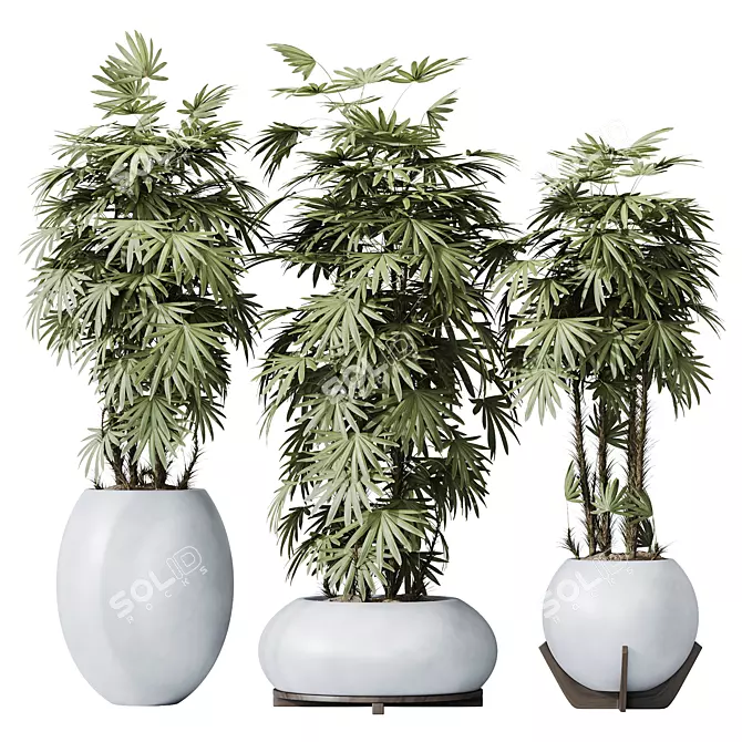 Premium Lady Palm 3D Models 3D model image 1