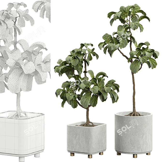 Ficus Lyrata Indoor Plant Model 3D model image 1
