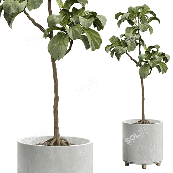 Ficus Lyrata Indoor Plant Model 3D model image 2
