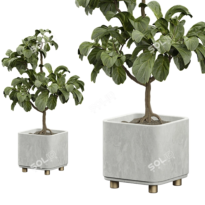 Ficus Lyrata Indoor Plant Model 3D model image 3