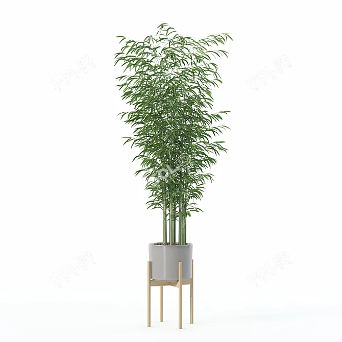 Modern Bamboo Plant in Pot 3D model image 3
