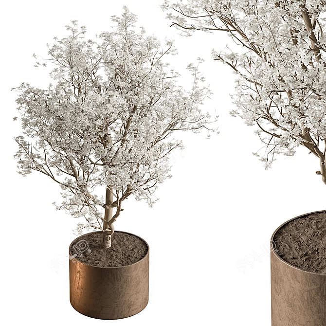Gorgeous Bonsai Plant 624 3D model image 1