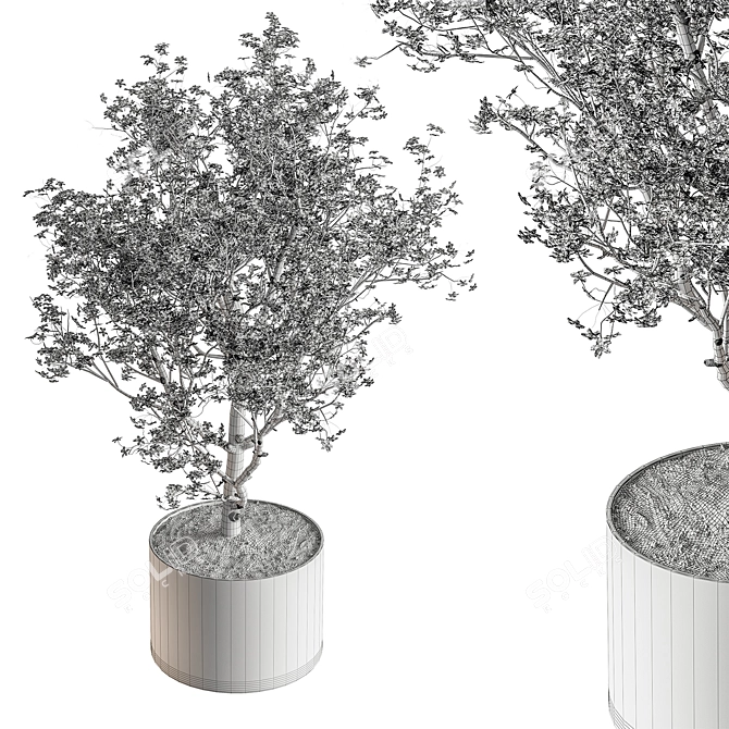 Gorgeous Bonsai Plant 624 3D model image 5