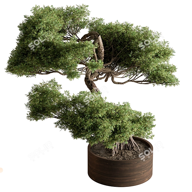 Bonsai Plant 626: Indoor Beauty 3D model image 1