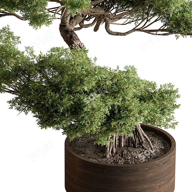 Bonsai Plant 626: Indoor Beauty 3D model image 2