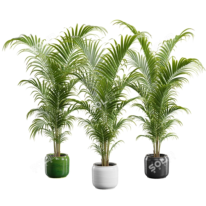 Tropical Areca Palm Set FP 3D model image 1