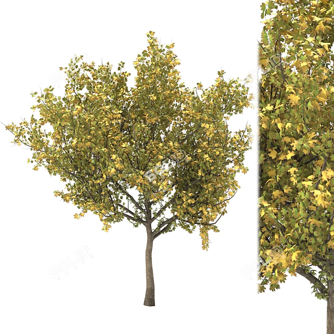 Autumn Maple Tree tendrils 3D model image 1