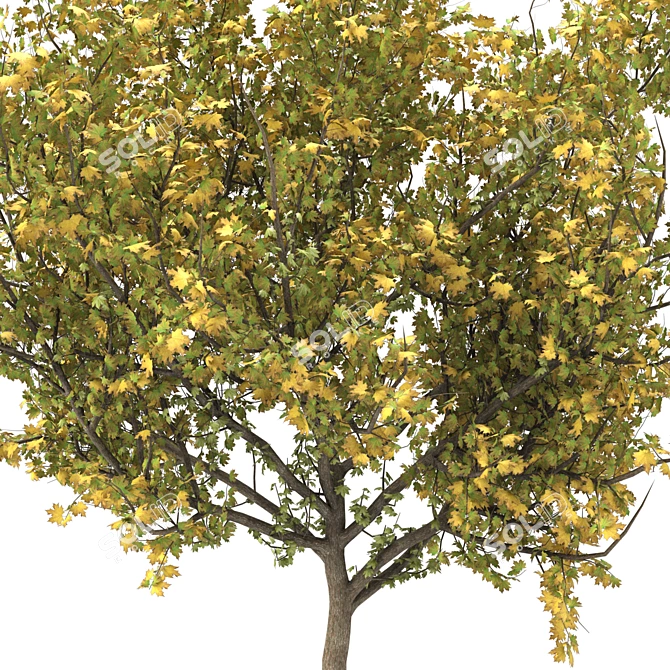 Autumn Maple Tree tendrils 3D model image 2