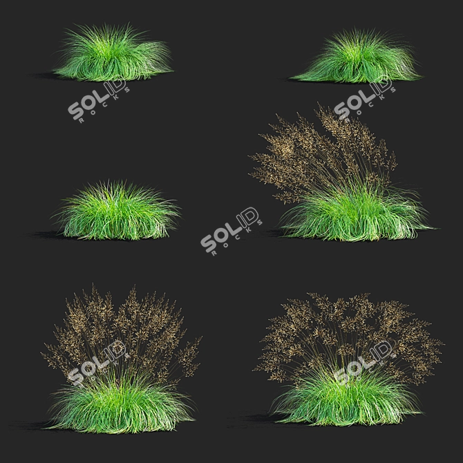 Decorative Sporobolus Grass Set 3D model image 2