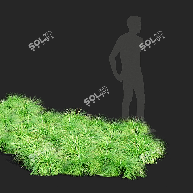 Decorative Sporobolus Grass Set 3D model image 4