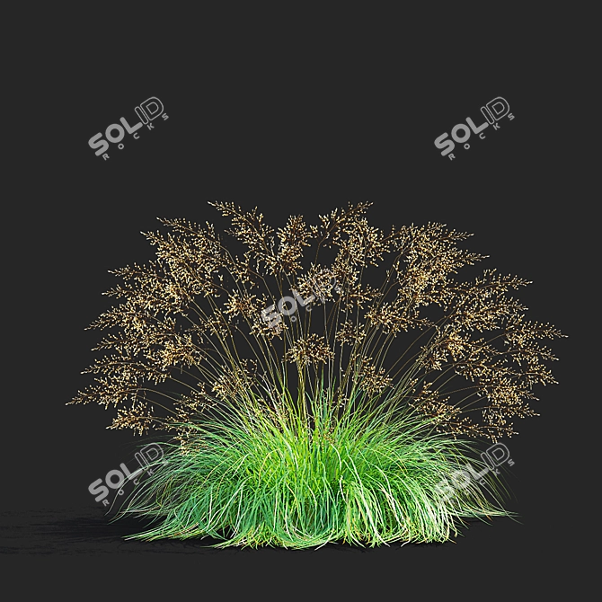 Decorative Sporobolus Grass Set 3D model image 5