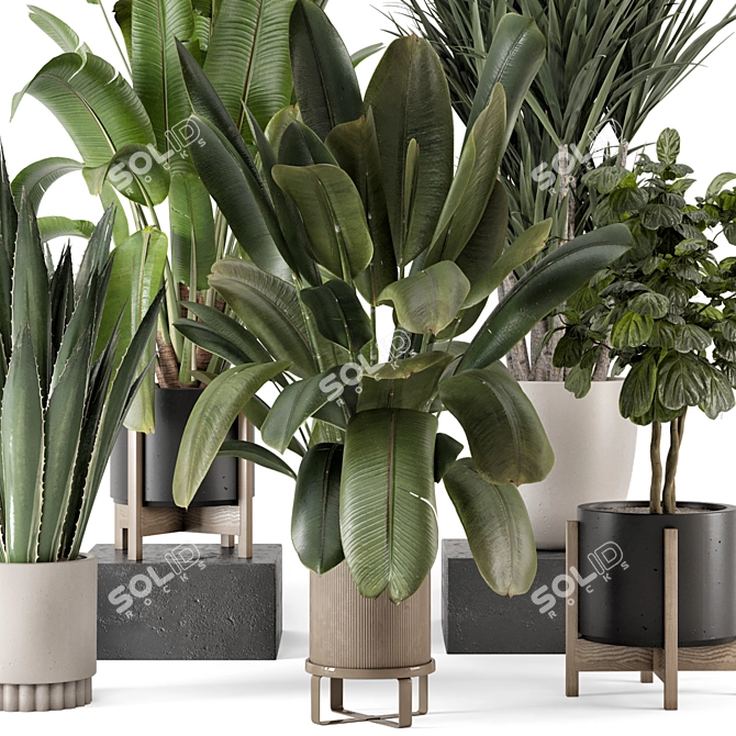 Modern Indoor Plants Bau Pot 3D model image 2