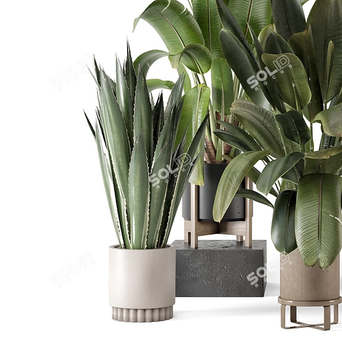 Modern Indoor Plants Bau Pot 3D model image 6