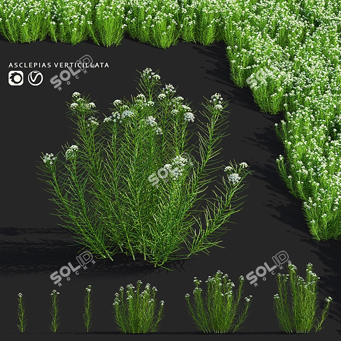 Asclepias Verticillata Floral Collection 3D model image 1