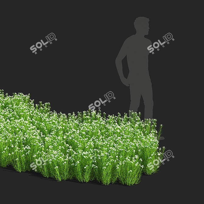Asclepias Verticillata Floral Collection 3D model image 3
