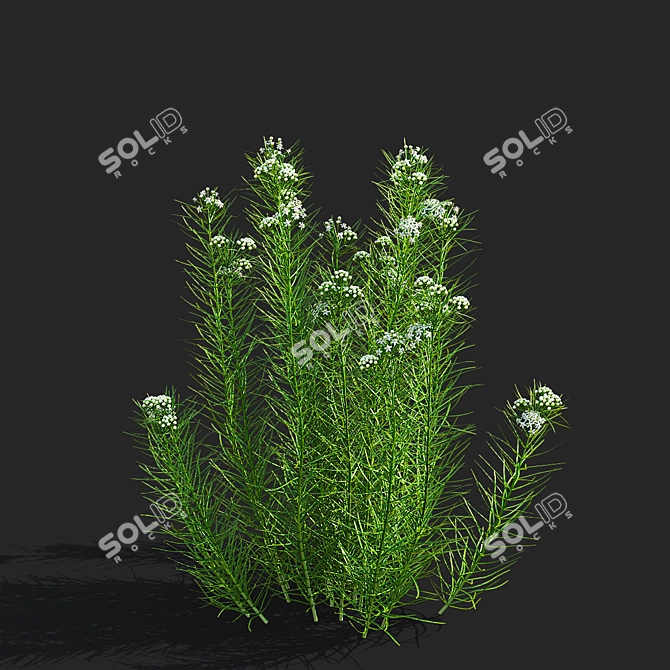 Asclepias Verticillata Floral Collection 3D model image 4