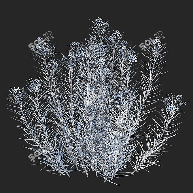 Asclepias Verticillata Floral Collection 3D model image 5