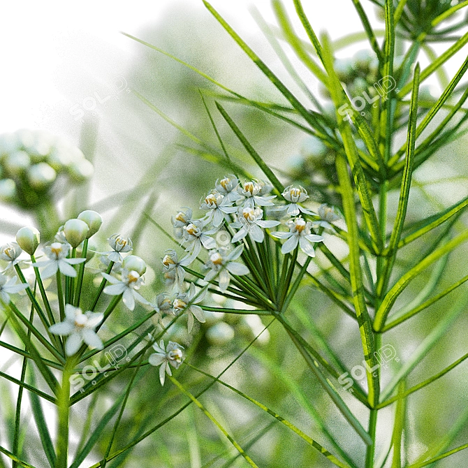 Asclepias Verticillata Floral Collection 3D model image 6