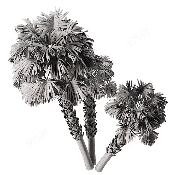 Tropical Palmetto Palm Tree Pack 3D model image 5