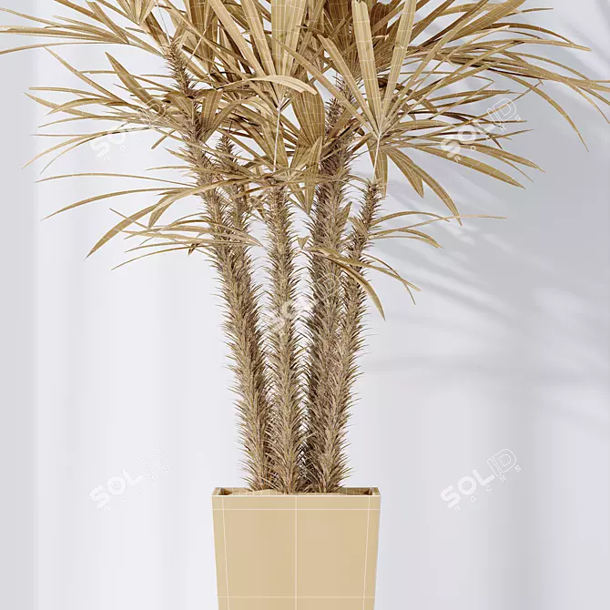 Rhapis Excelsa Lady Palm Set 3D model image 5