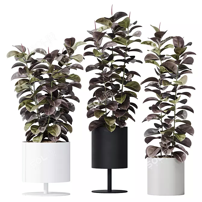 Burgundy Foliage Rubber Plant Trio 3D model image 1
