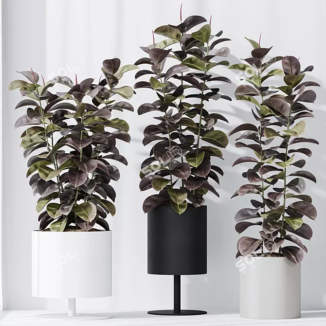 Burgundy Foliage Rubber Plant Trio 3D model image 2