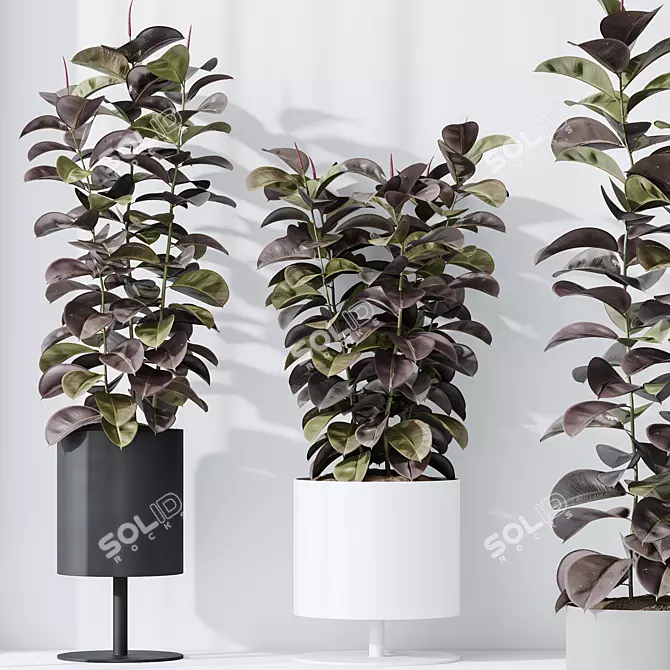 Burgundy Foliage Rubber Plant Trio 3D model image 3