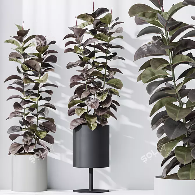 Burgundy Foliage Rubber Plant Trio 3D model image 4