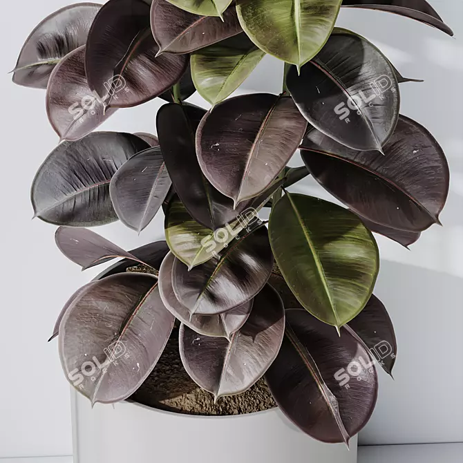 Burgundy Foliage Rubber Plant Trio 3D model image 5