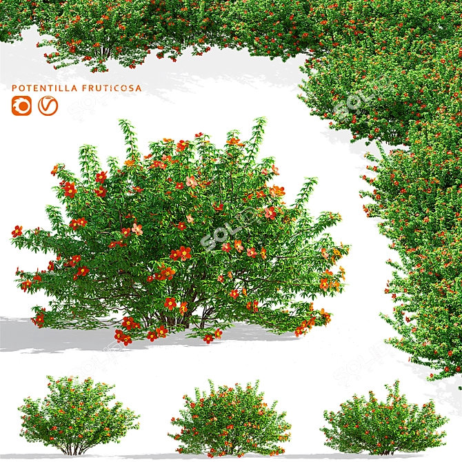 Red Bush Cinquefoil 3D Models 3D model image 1