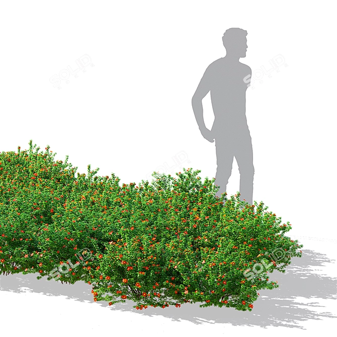 Red Bush Cinquefoil 3D Models 3D model image 2