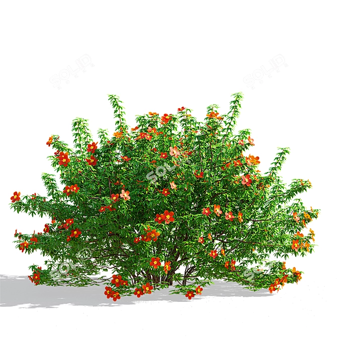 Red Bush Cinquefoil 3D Models 3D model image 3