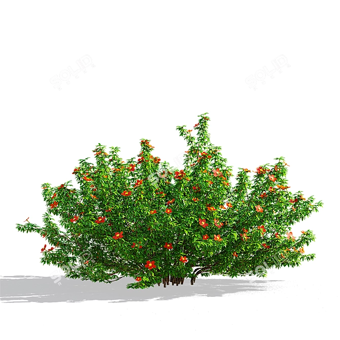 Red Bush Cinquefoil 3D Models 3D model image 4