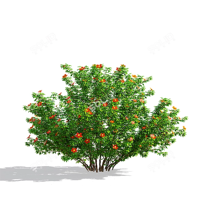 Red Bush Cinquefoil 3D Models 3D model image 5