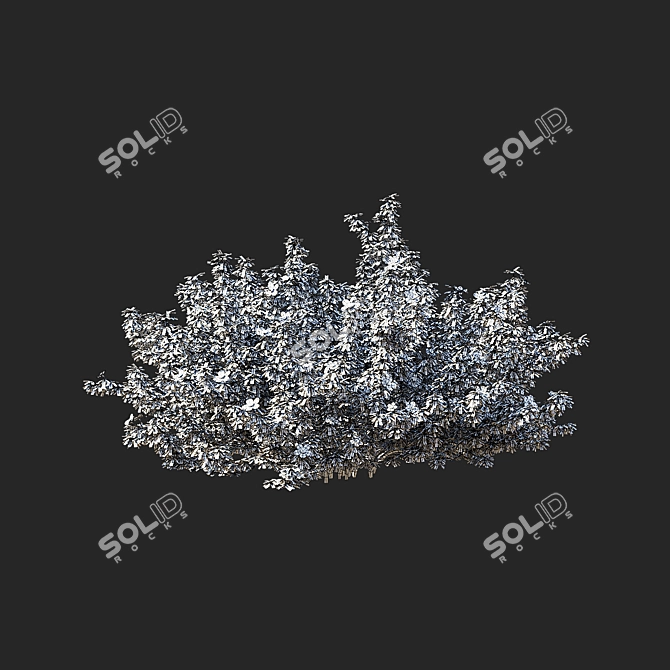 Red Bush Cinquefoil 3D Models 3D model image 6