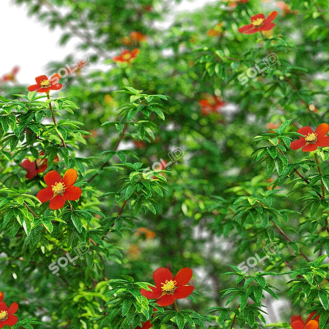 Red Bush Cinquefoil 3D Models 3D model image 7
