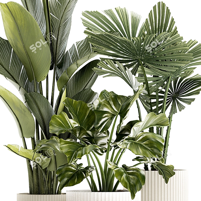 Exotic Plant Collection License Palm 3D model image 2