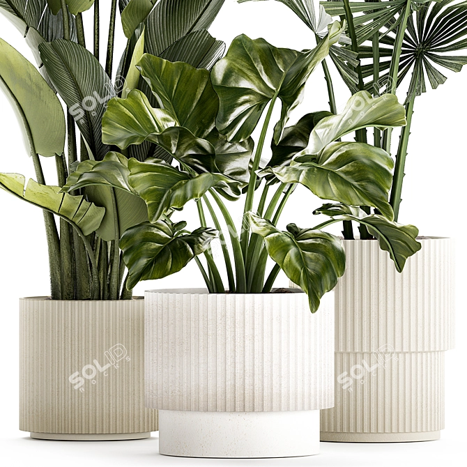 Exotic Plant Collection License Palm 3D model image 3